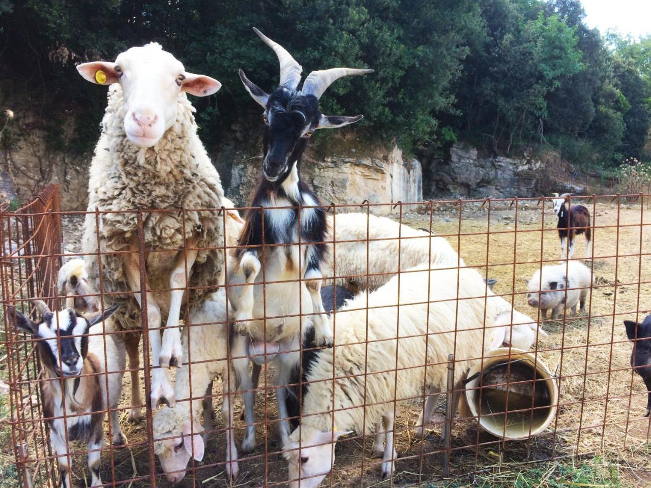 Agriturismo Eco-Bio Belmonte Vacanze Montaione Luaran gambar